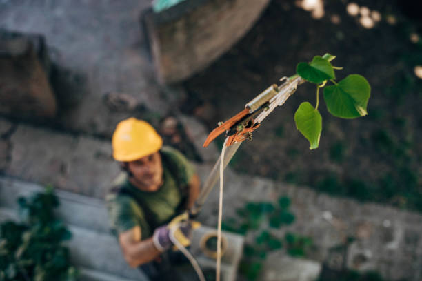 How Our Tree Care Process Works  in Barrington, IL